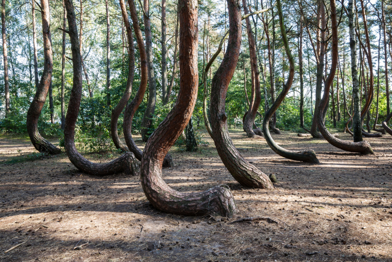 A Patch of J-Shaped Trees Is a Landslide Warning | Getty Images Photo by fhm