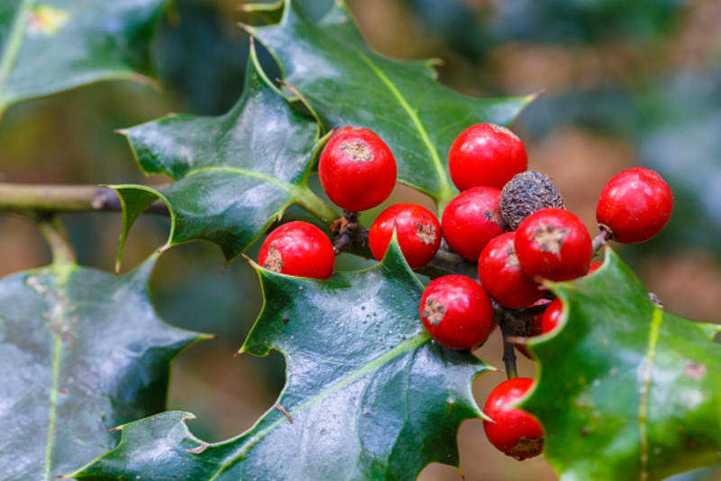 Don’t Eat Red Berries From the Wild | Getty Images Photo by Mikel Bilbao /VW Pics/Universal Images Group