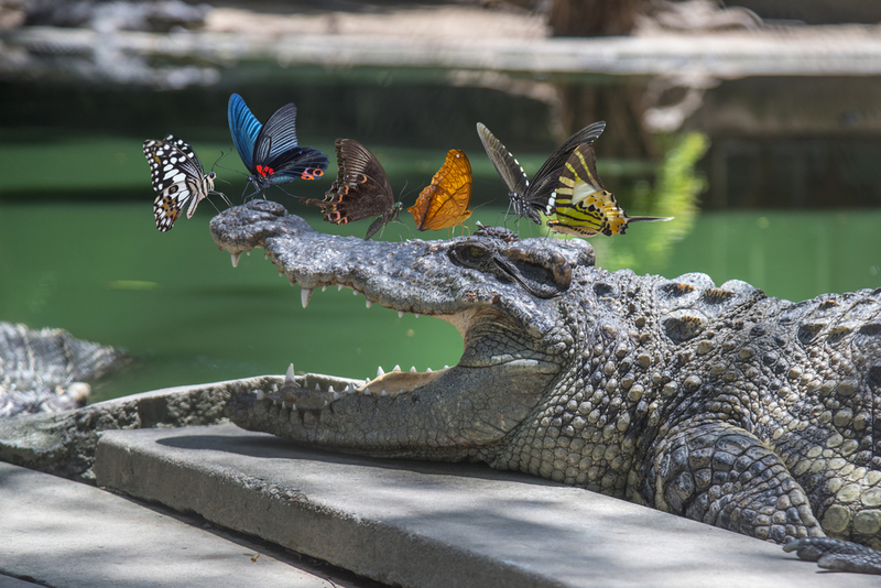 Fashion’s Next Biggest Trend: A Butterfly-adorned Crocodile | Independent birds/Shutterstock