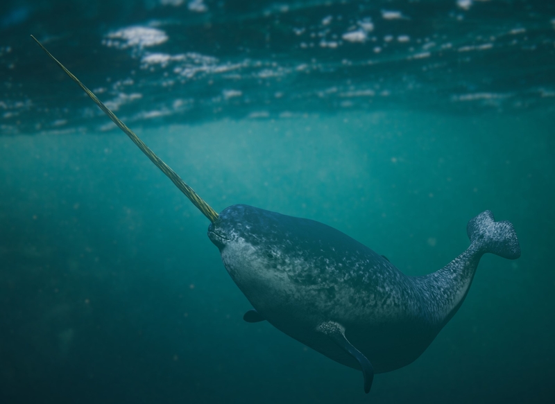 The Narwhal: the ‘Unicorn of the Ocean’ | Getty Images Photo by dottedhippo
