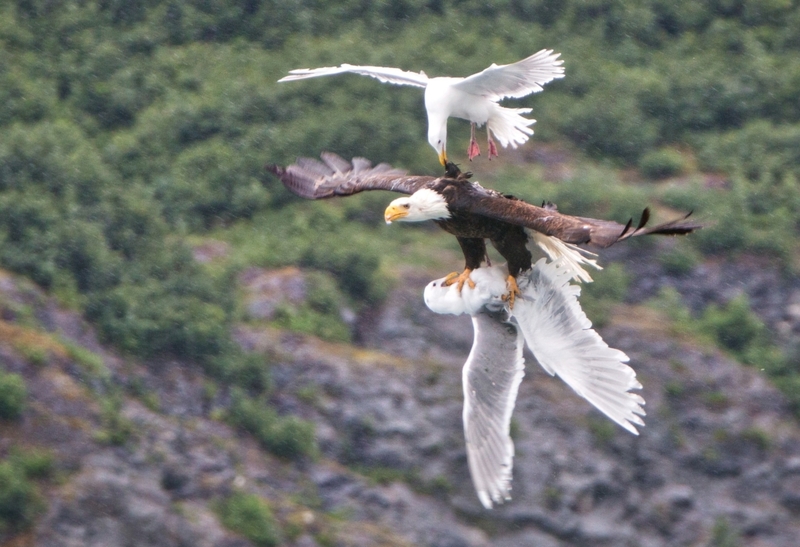 The Flight of the Gulls and the Eagle | Shutterstock Editorial Photo by David Canales/Solent News