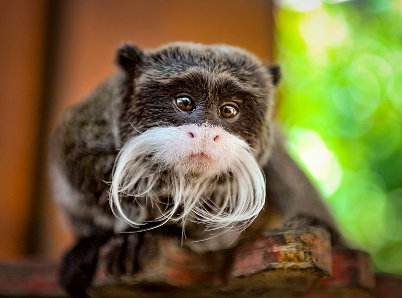 Looking Straight Into the Soul of the Emperor Tamarin | Getty Images Photo by Daniel Hernanz Ramos