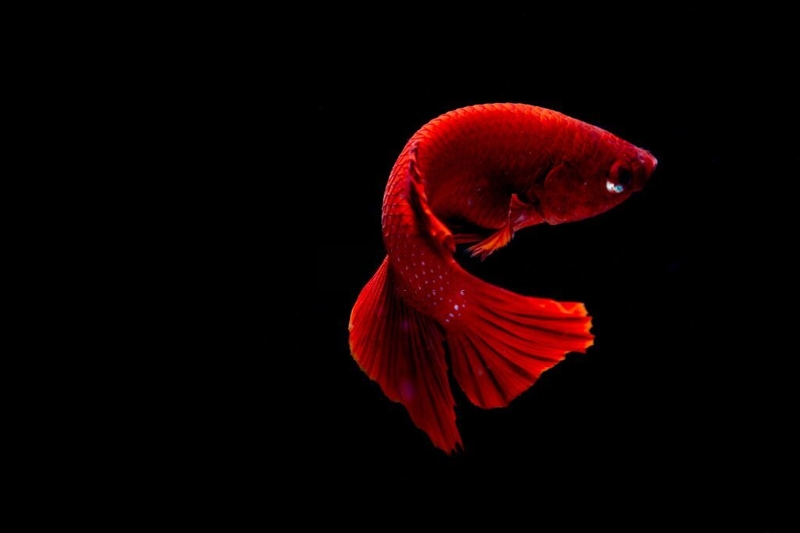The World’s Most Expensive Aquarium Fish: the Asian Arowana | Getty Images Photo by Skaman306