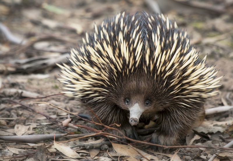 The Echidna, or Spiny Anteater: Earth’s Tiny Egg-laying Mammal | Kristian Bell/Shutterstock
