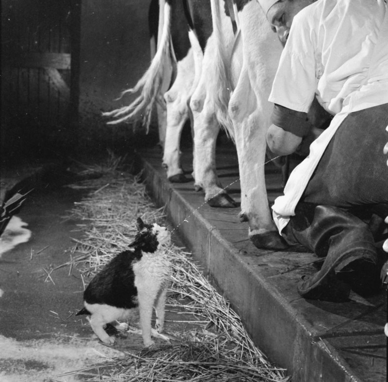Cats Catching Squirting Milk During Cow Milking at a Dairy Farm in California, 1954 | Alamy Stock Photo by Trinity Mirror/Mirrorpix