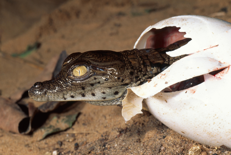 A Newborn Nile Crocodile Prepares to Depart Its Egg | Alamy Stock Photo by Martin Harvey/Avalon.red