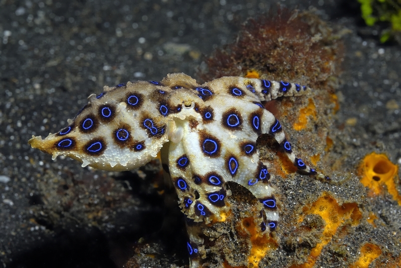 One of the World’s Most Venomous Creatures: the Blue-ringed Octopus | kaschibo/Shutterstock