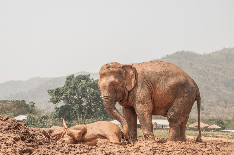The Tantrum of a Visibly Cranky Baby Elephant | Alamy Stock Photo by Federico Marinic