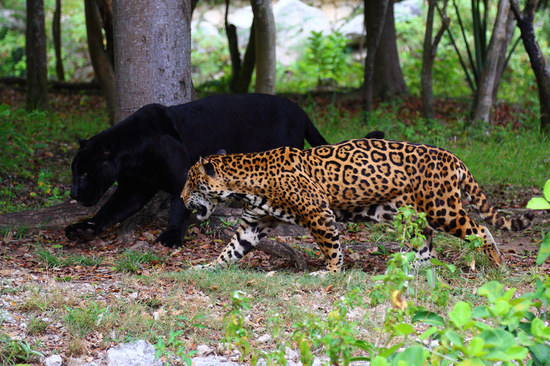 Black Panthers and Jaguars Unite…Wakanda Forever! | Netvremeni/Shutterstock
