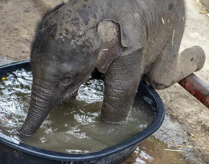 Baby Elephant Goes Out for a Drink (of Water) | Getty Images Photo by PDerrett