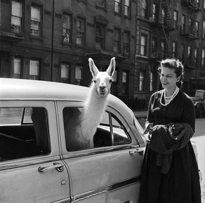 A Llama in Times Square, 1957 | Getty Images Photo by Three Lions