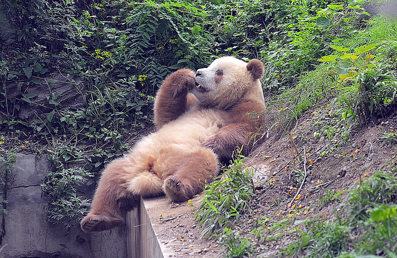 A Rare Brown Panda Sits in Distress, Abandoned by His Mother | Getty Images Photo by Visual China Group