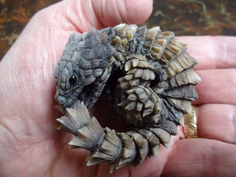 Armadillo Girdled Lizard, or Miniature Dragon? | Reddit.com/Saito_S9
