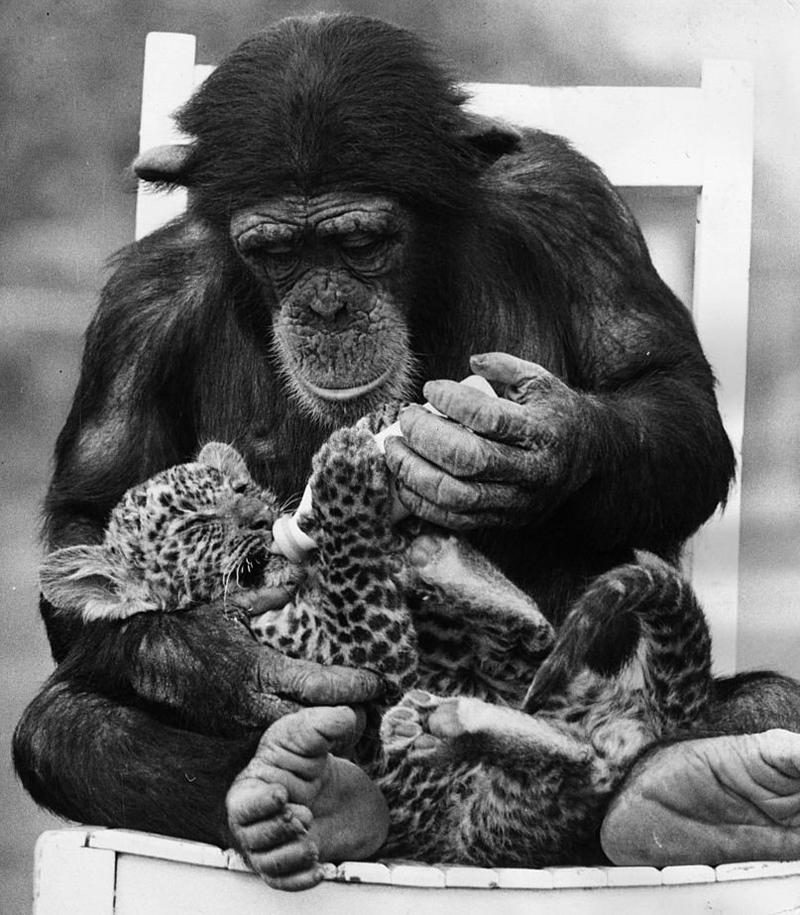 Chimpanzee Feeds a Leopard cub - Southam Park Zoo (The United Kingdom, 1971) | Getty Images Photo by Ian Tyas/Keystone Features