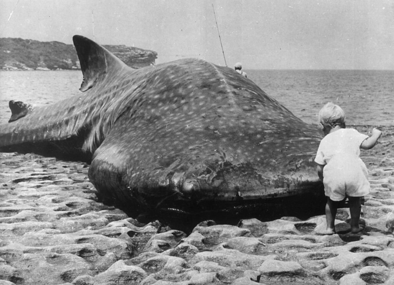 A Child Investigates a Massive Whale Shark Washed Up on the Shore of Australia’s Botany Bay, 1965 | Getty Images Photo by Keystone