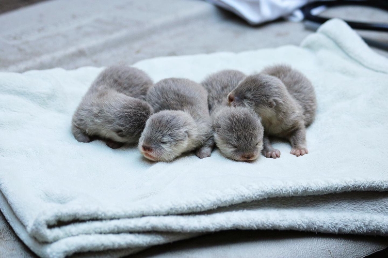 Baby Otters: Very Much Blind, Very Much Toothless | Twitter/@SantaBarbaraZoo