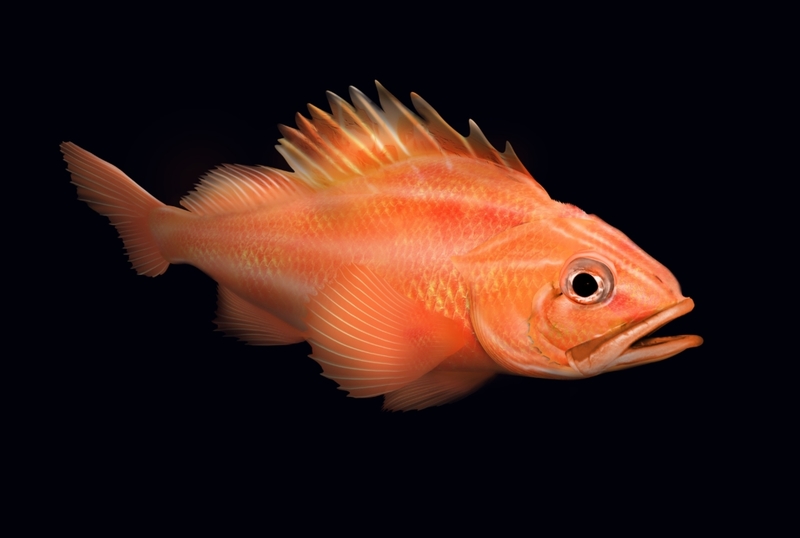 Rougheye Rockfish | Alamy Stock Photo