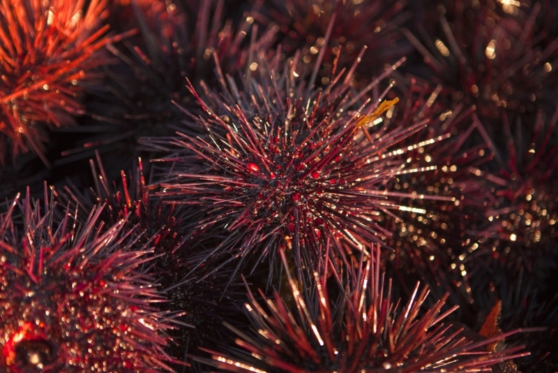 Red Sea Urchin | Getty Images Photo by Universal Images Group 