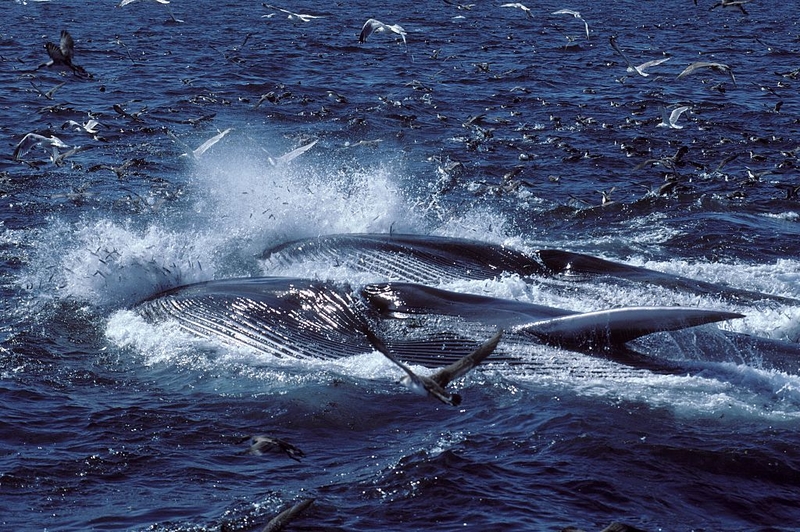 Finback Whale | Getty Images Photo by Francois Gohier/VW Pics/Universal Images Group 