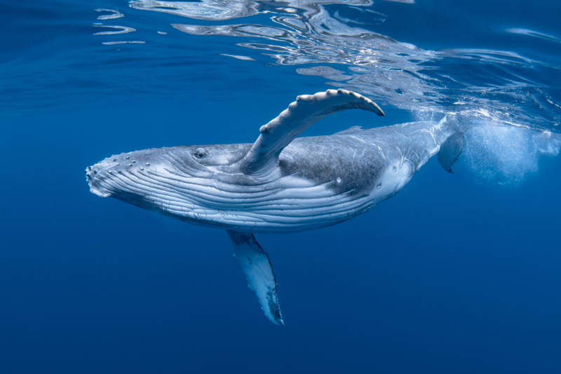 Humpback Whale | Shutterstock