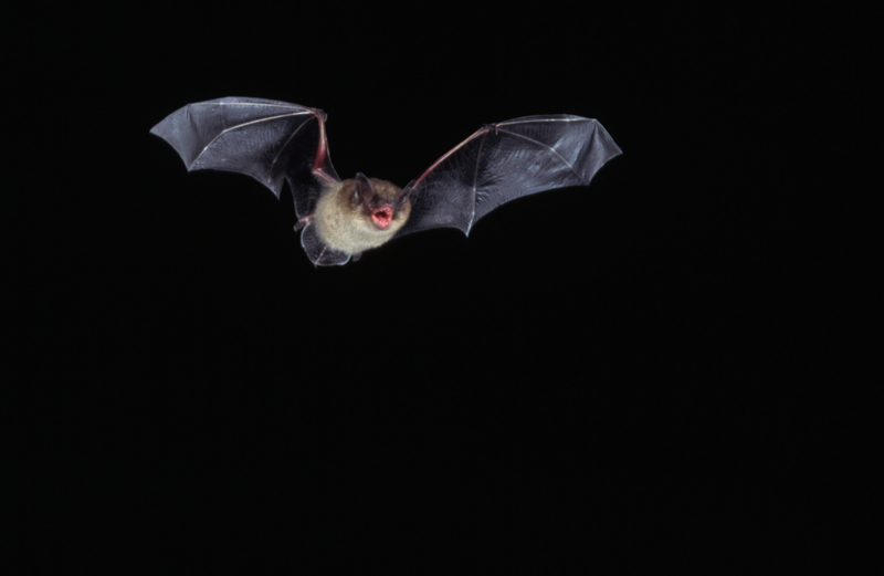 Brandt’s Bat | Getty Images Photo by Joe McDonald
