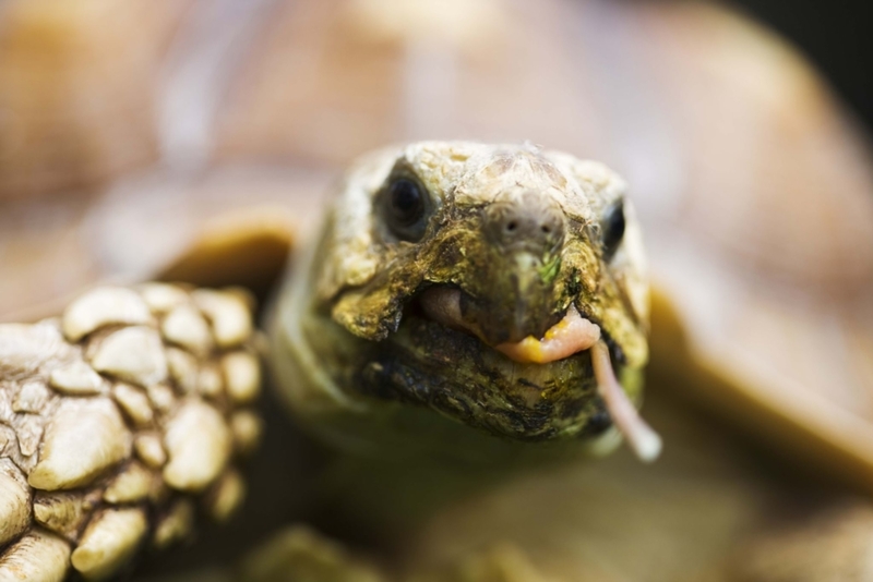 Spur-Thighed Tortoise | Getty Images Photo by Jami Tarris