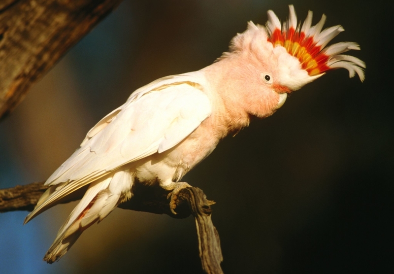 Pink Cockatoo | Getty Images Photo by Auscape/Universal Images Group