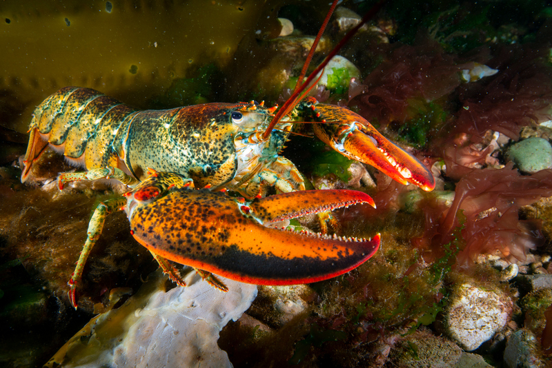 American Lobster | Shutterstock