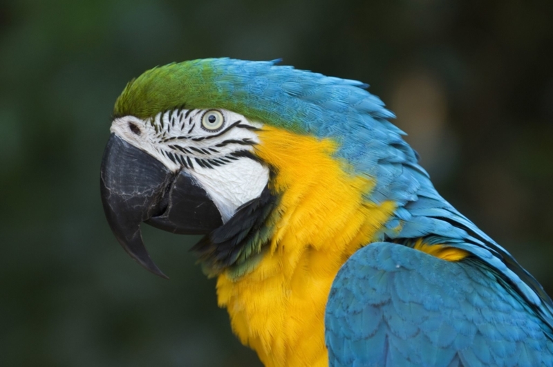 Blue and Yellow Macaw | Getty Images Photo by Wolfgang Kaehler/LightRocket