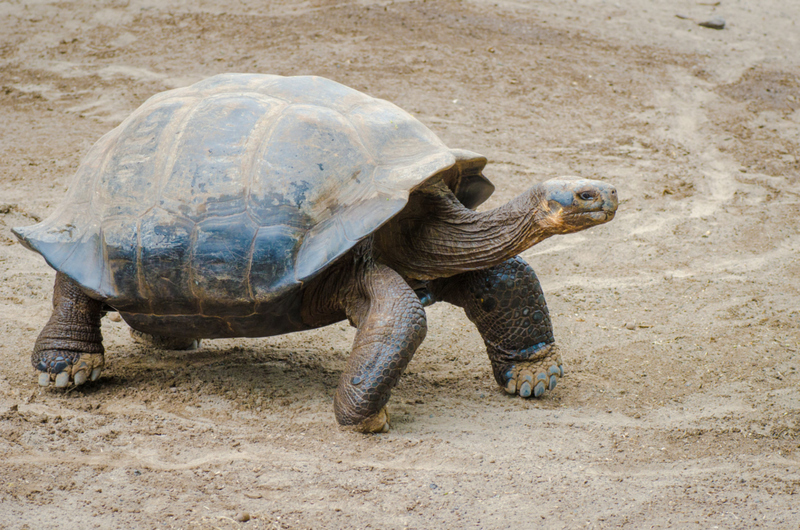 Galapagos Tortoise | Getty Images Photo by Antonio Salinas L.