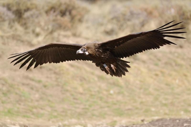 Andean Condor | Getty Images Photo by Kevin Pronnecke