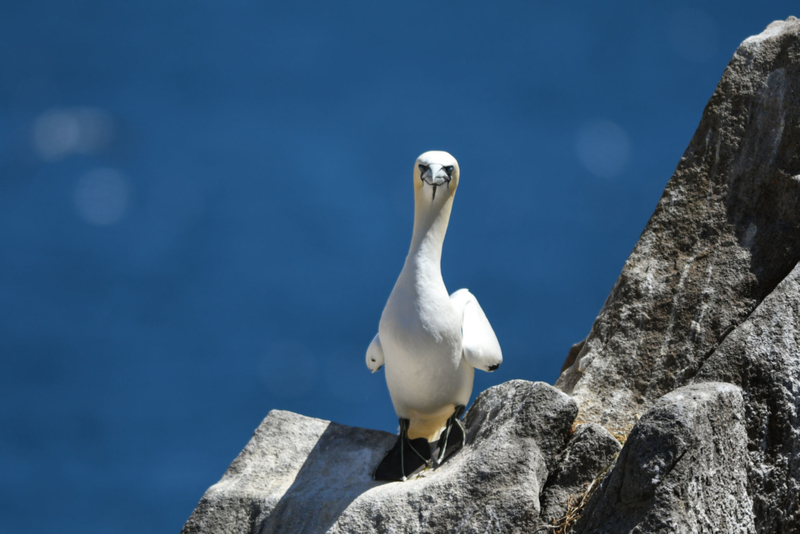 Albatross | Getty Images Photo by Artur Widak/NurPhoto 