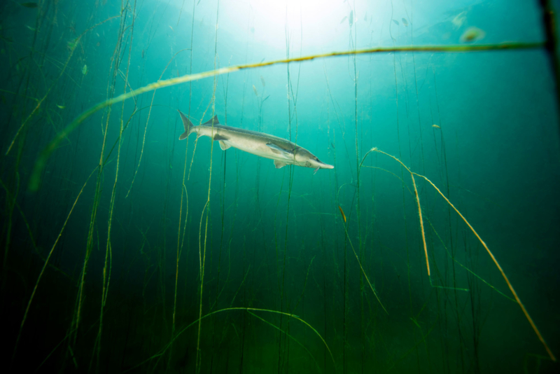 Lake Sturgeon | Getty Images Photo by Westend61