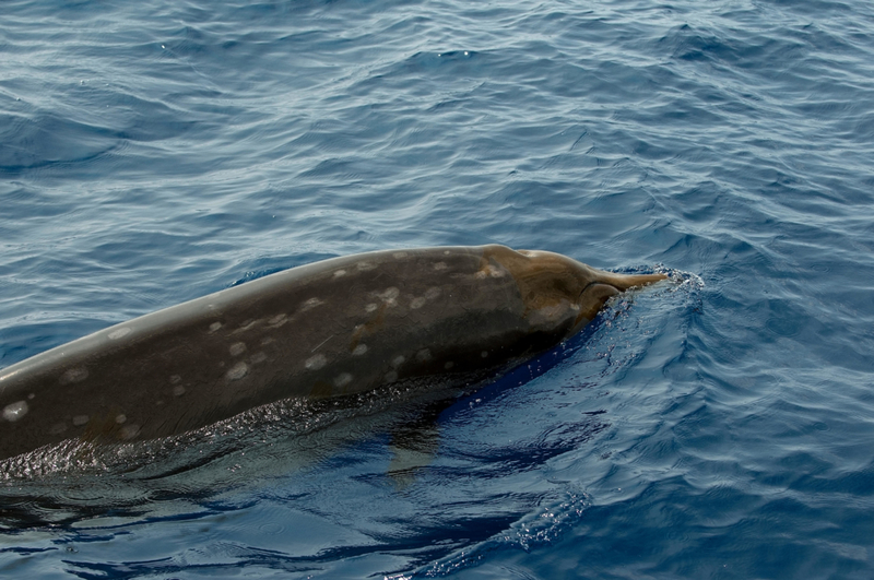 Baird’s Beaked Whale | Alamy Stock Photo