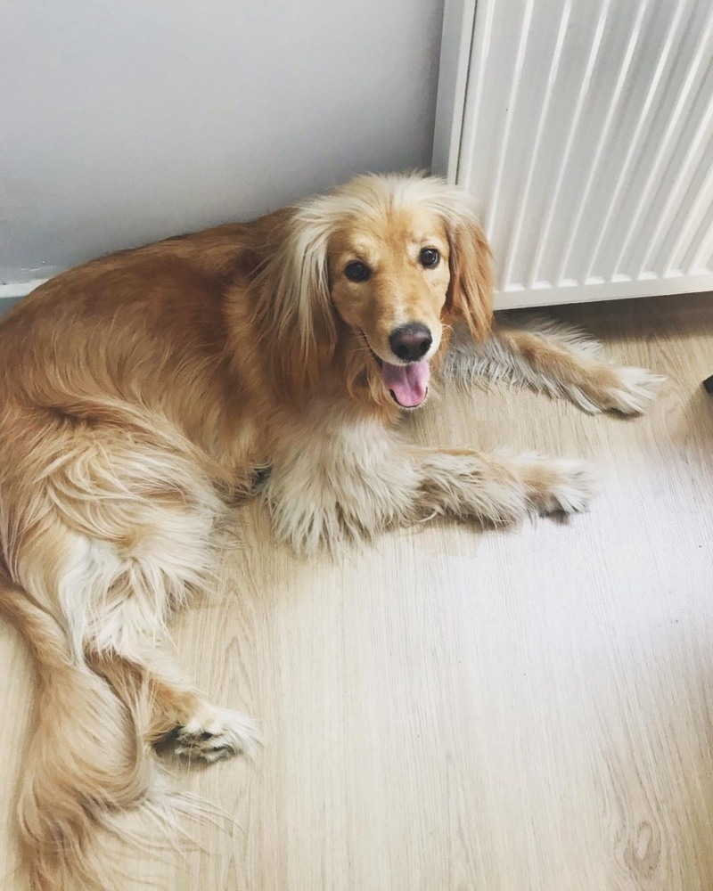The Cocker Spaniel Golden Retriever mix | Instagram/@troufas_dog_official