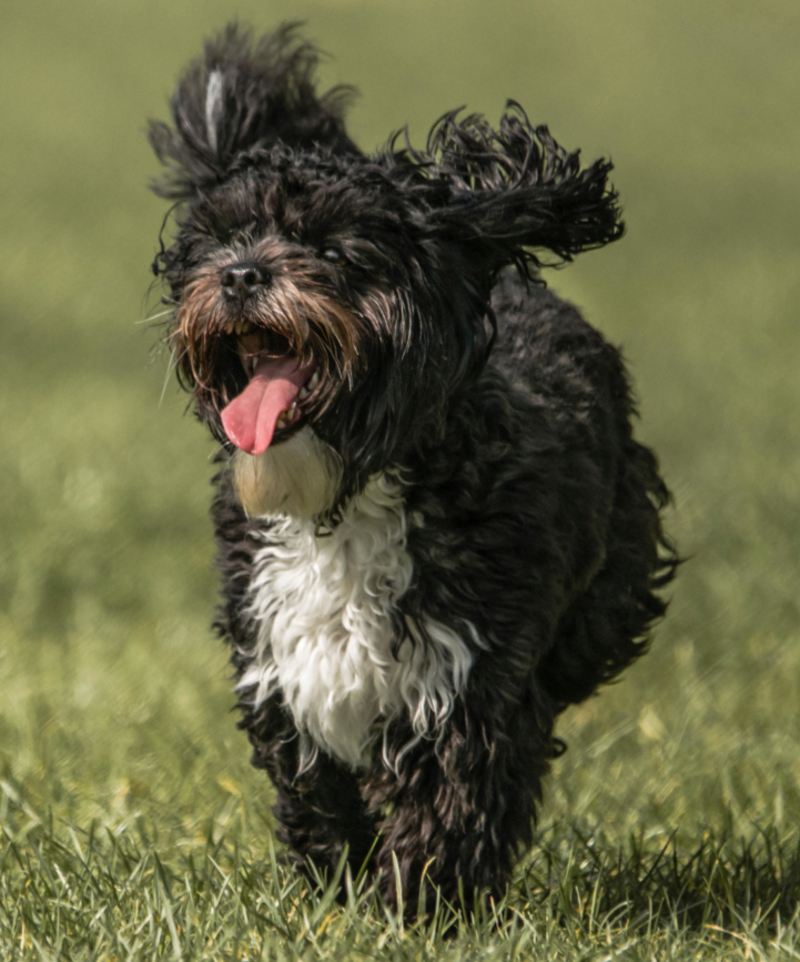 The Lhasapoo | Alamy Stock Photo