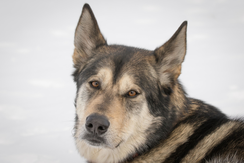The Alaskan Shepherd | Alamy Stock Photo