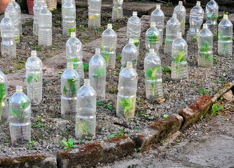 Use Bottles for Homemade Cloches | Shutterstock Photo by firstpentuer
