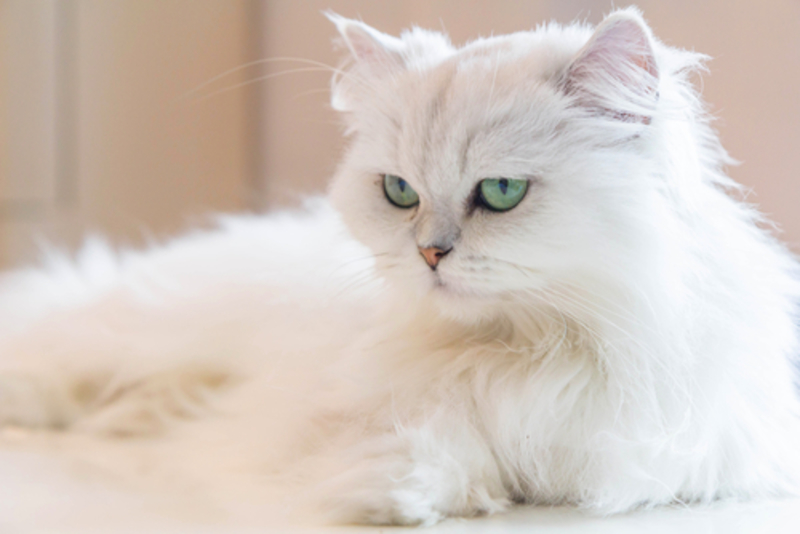 The Persian Cat | Shutterstock