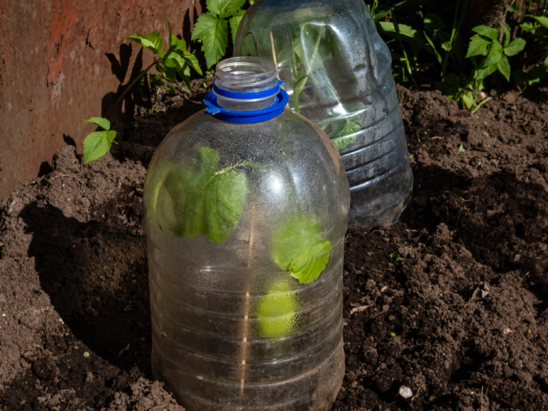 2-Liter Greenhouse | Shutterstock