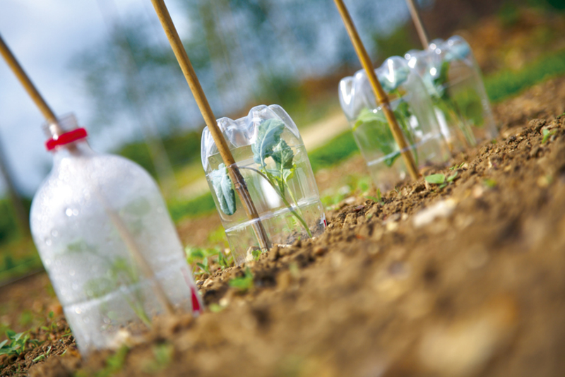 Home Made Cloches | Getty Images Photo by Ace_Jones