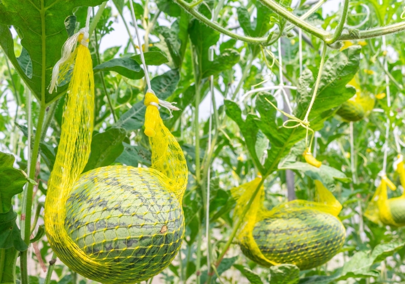 Make a Hammock for Your Melons | Shutterstock