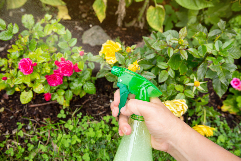 DIY Organic Insect Repellant | Shutterstock