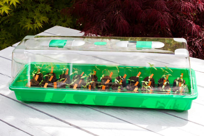 A Mini Plastic Greenhouse | Alamy Stock Photo by Westend61 GmbH