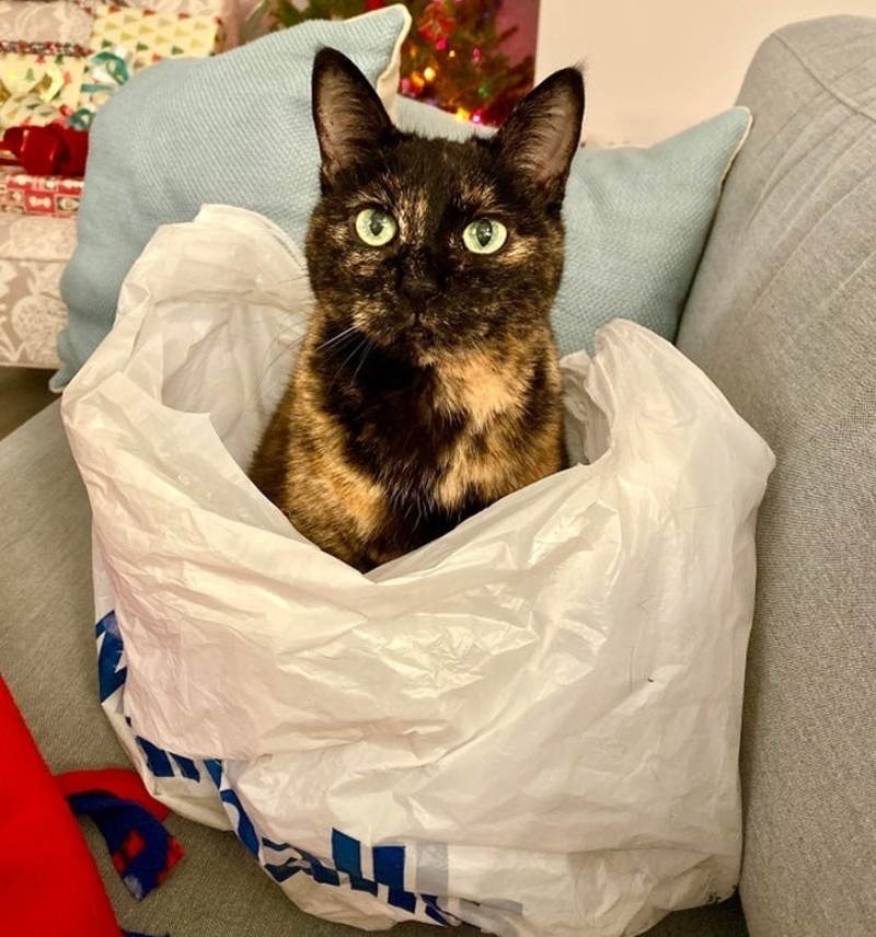 Cat in the Bag | Reddit.com/katherinetori