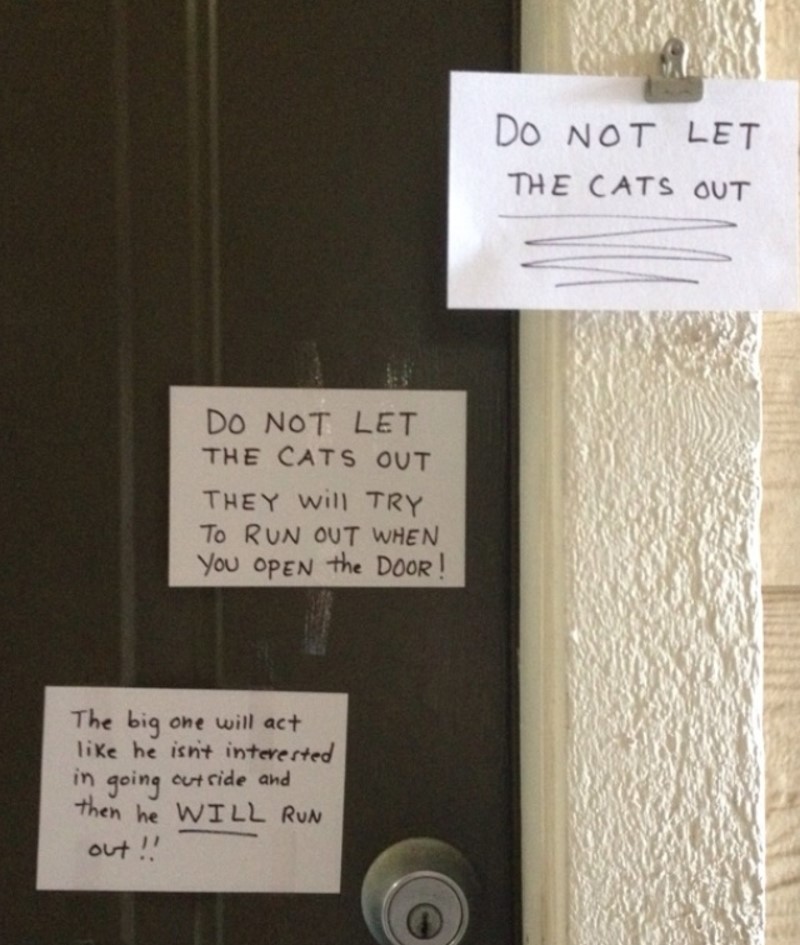 Who Let the Cats Out? | Imgur.com/wMO73m2