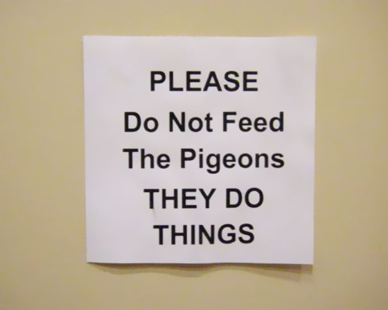 Don't Feed the Pigeons | Imgur.com/Ng8EL