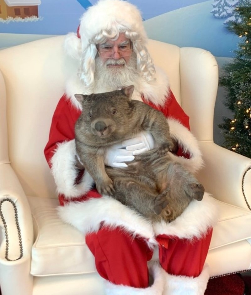 Aussi Christmas | Facebook/@BooTheWombat