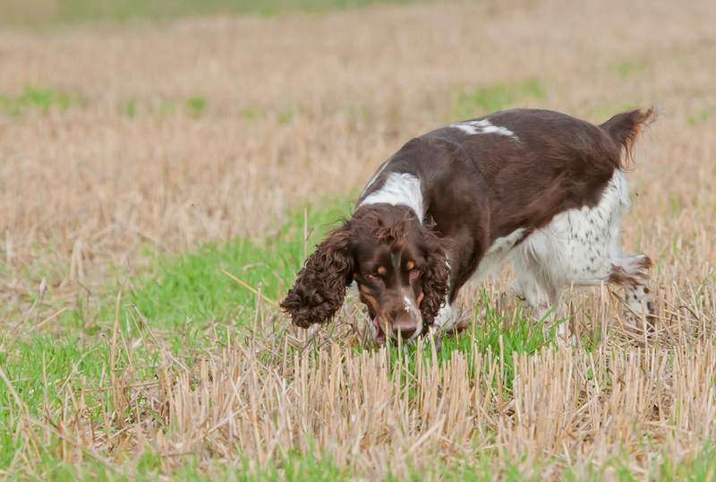 Spaniels Help Track Down England's Leaky Pipes | Shutterstock Photo by janveber