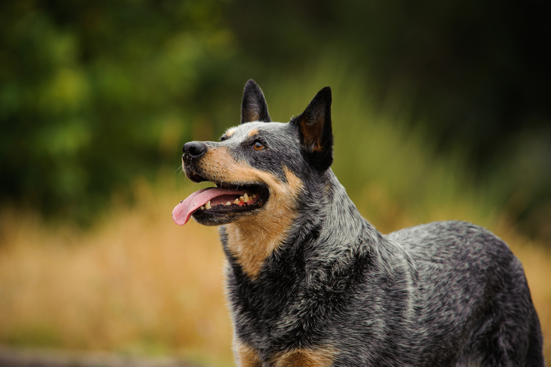 Australian Cattle Dog | Shutterstock Photo by everydoghasastory